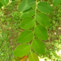 Breynia vitis-idaea (Burm.f.) C.E.C.Fisch.